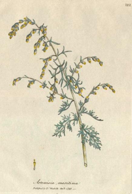 122. Artemisia maritima. C.