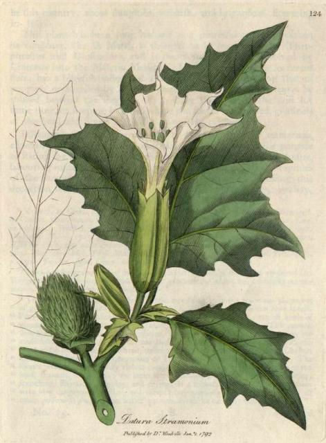 124. Datura stramonium. C.