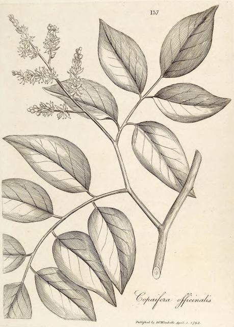 137. Copaifera officinalis.