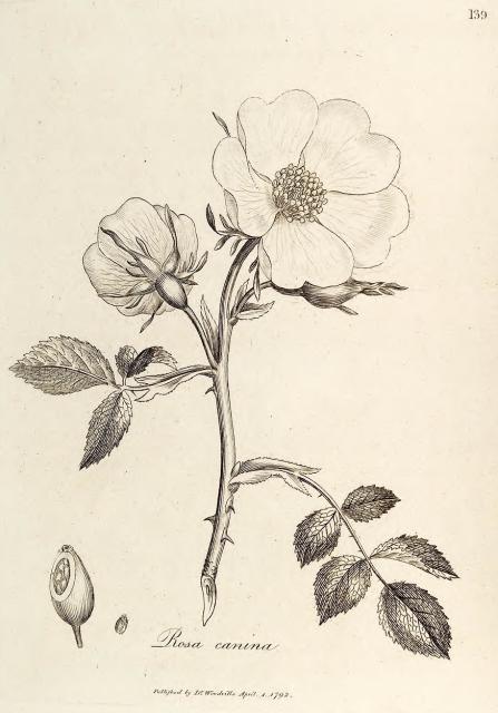 139. Rosa canina.