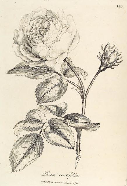 140. Rosa centifolia.