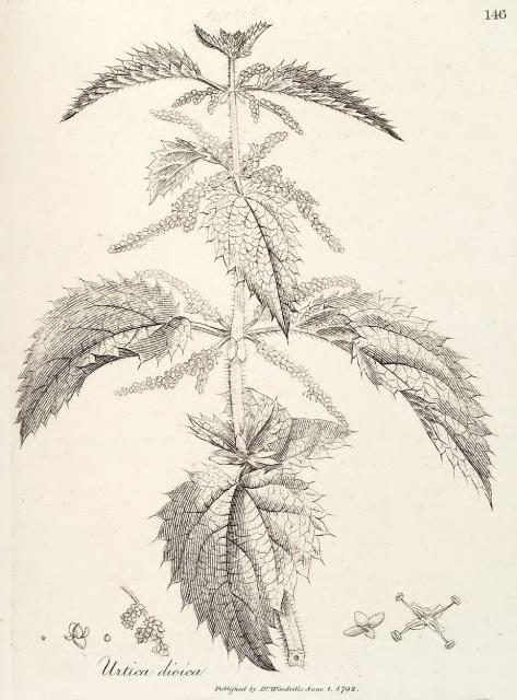 146. Urtica dioica.