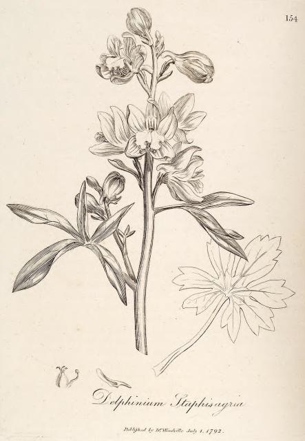 154. Delphinium staphisagria.