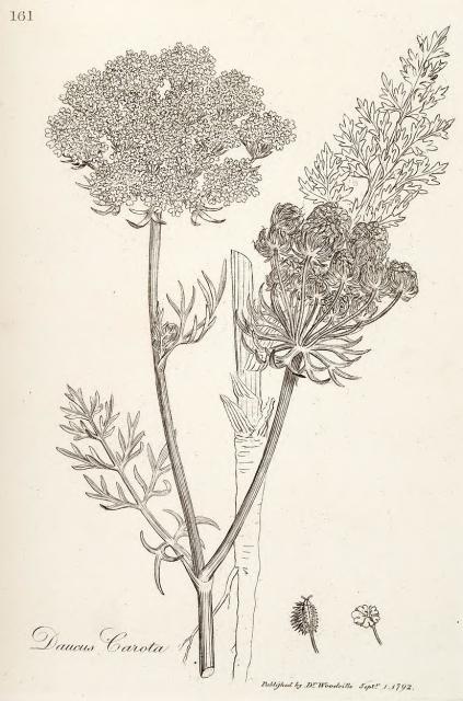 161. Daucus carota.