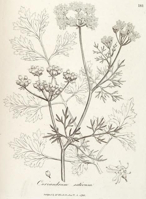 181. Coriandrum sativum.