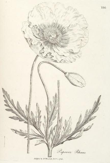 186. Papaver rhoeas.