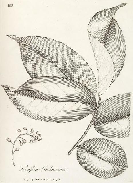 193. Toluifera balsamum.