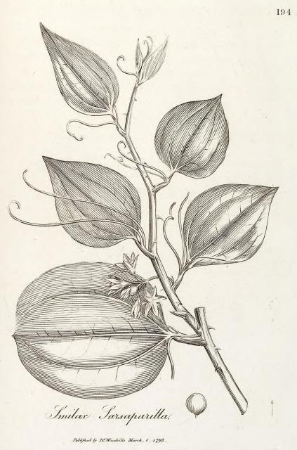 194. Smilax sarsaparilla.