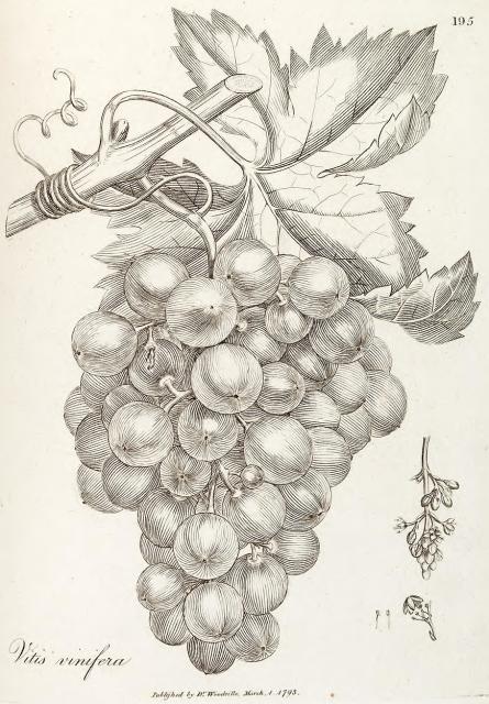 195. Vitis vinifera.