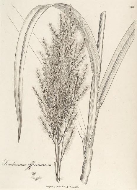 196. Saccharum officinarum.