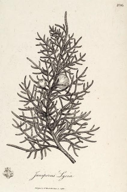 206. Juniperus lycia.