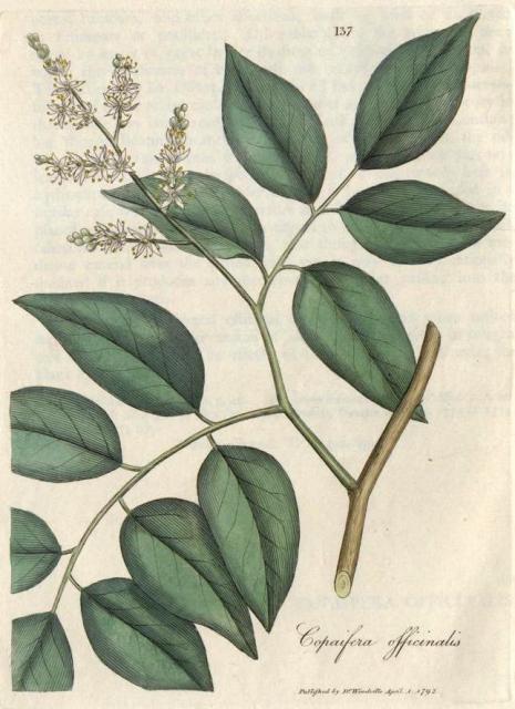 137. Copaifera officinalis. C.