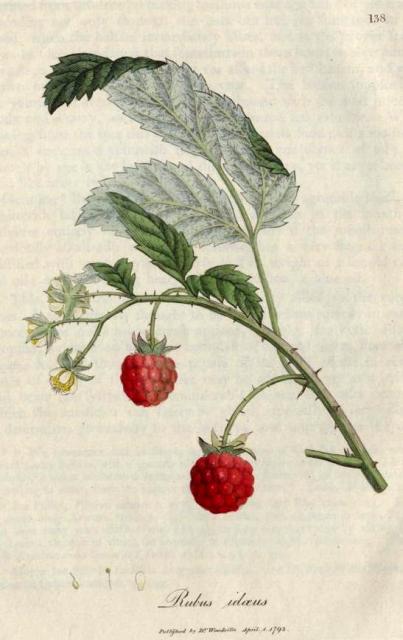 138. Rubus idaeus. C.