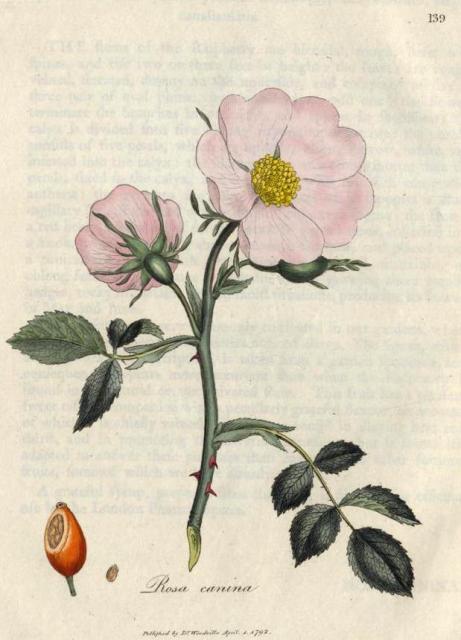 139. Rosa canina. C.