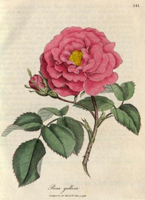 141. Rosa gallica. C.