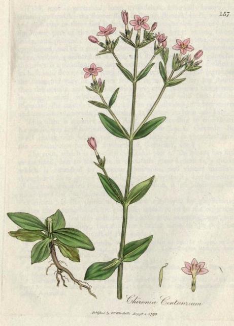 157. Chironia centaurium. C.