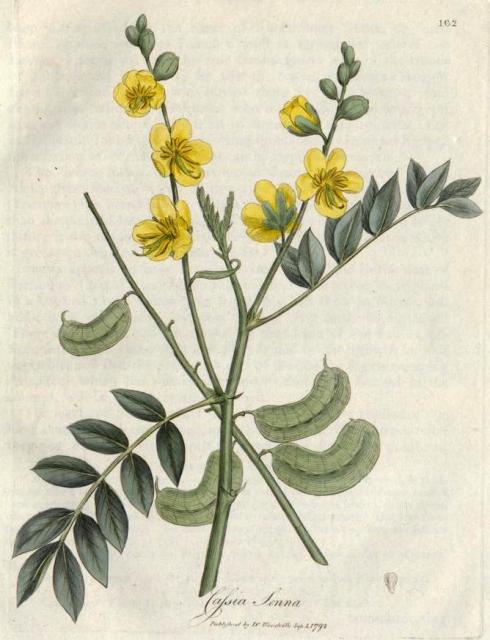 162. Cassia senna. C.