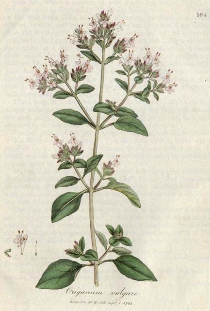 164. Origanum vulgare. C.