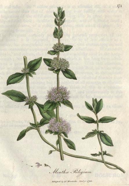 171. Mentha pulegium. C.