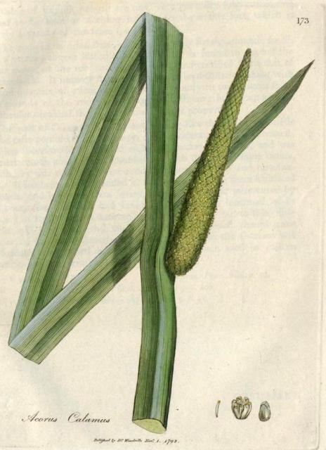 173. Acorus calamus. C.