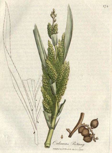 174. Calamus rotang. C.