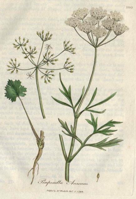 180. Pimpinella anisum. C.