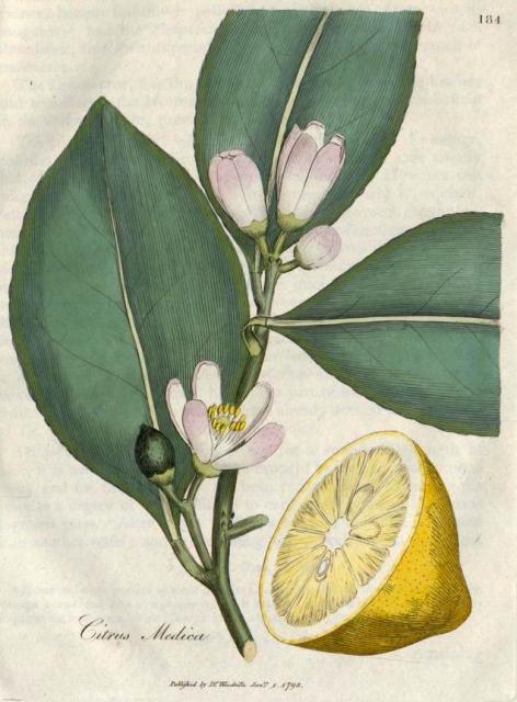 184. Citrus medica. C.