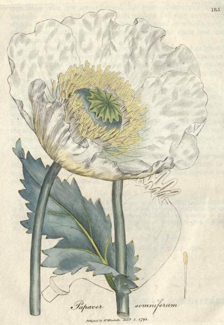 185. Papaver somniferum. C.