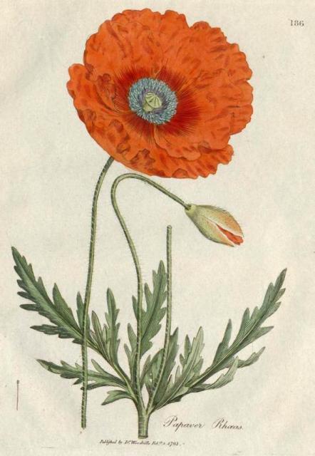 186. Papaver rhoeas. C.