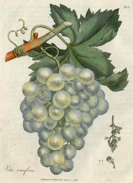 195. Vitis vinifera. C.