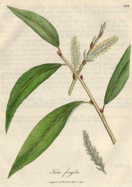 198. Salix fragilis. C.