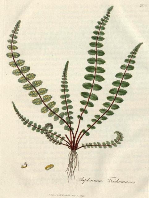 204. Asplenium trichomanes. C.