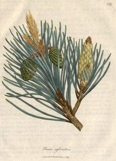 207. Pinus sylvestris. C.