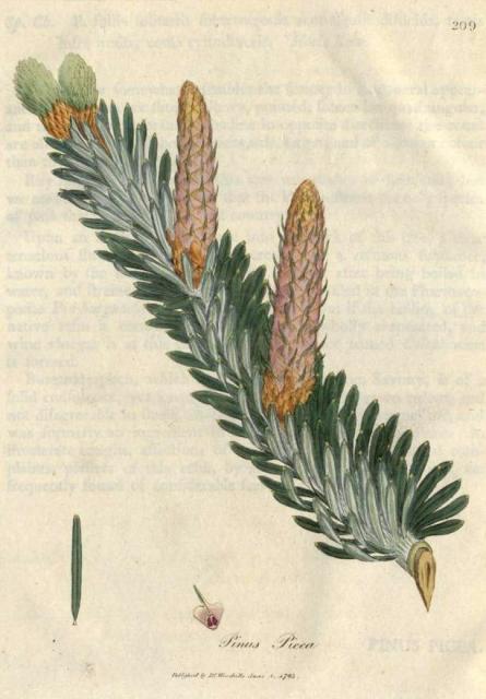 209. Pinus picea. C.