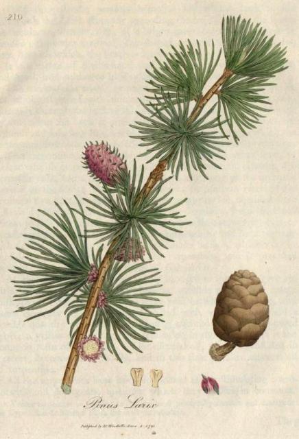 210. Pinus larix. C.