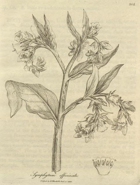 215. Symphytum officinale.