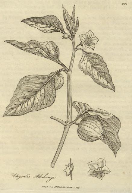 224. Physalis alkekengi.