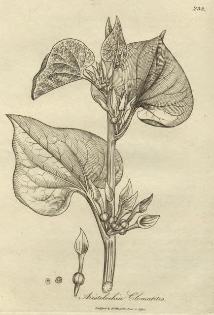 238. Aristolochia clematitis.