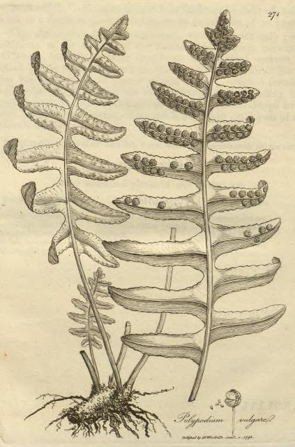 271. Polypodium vulgare.