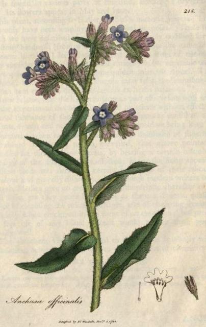 214. Anchusa officinalis. C.