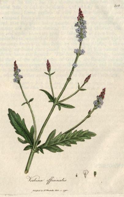 218. Verbena officinalis. C.