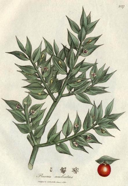 237. Ruscus aculeatus. C.