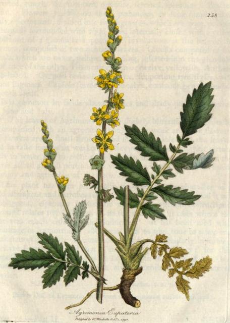 258. Agrimonia eupatoria. C.