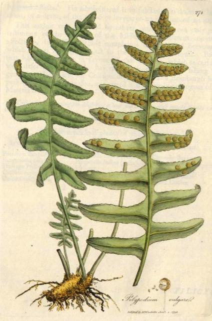 271. Polypodium vulgare. C.