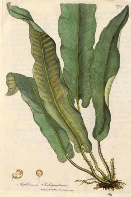 272. Asplenium scolopendrium. C.