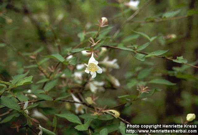 Photo: Abelia 2.