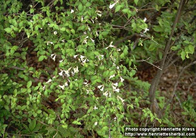 Photo: Abelia 0.