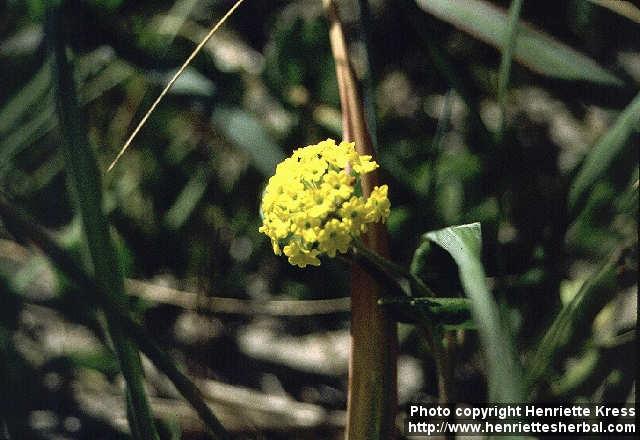 Photo: Abronia latifolia 1.