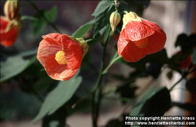 Photo: Abutilon x hybridum 2.