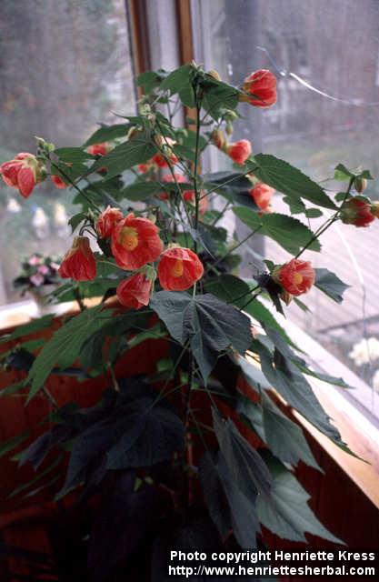 Photo: Abutilon x hybridum.